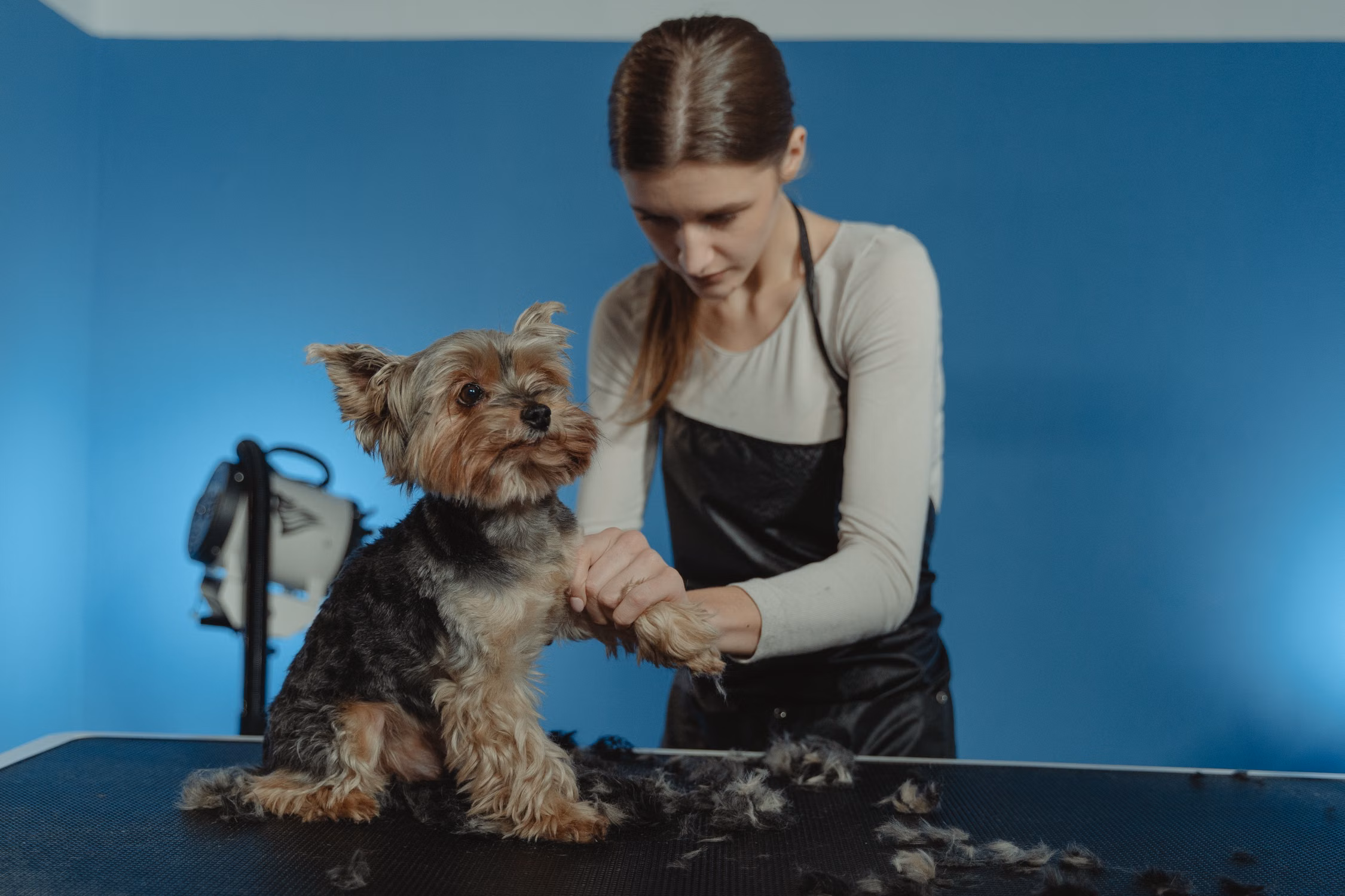 Gentle coat care shared by BONI grooming salon