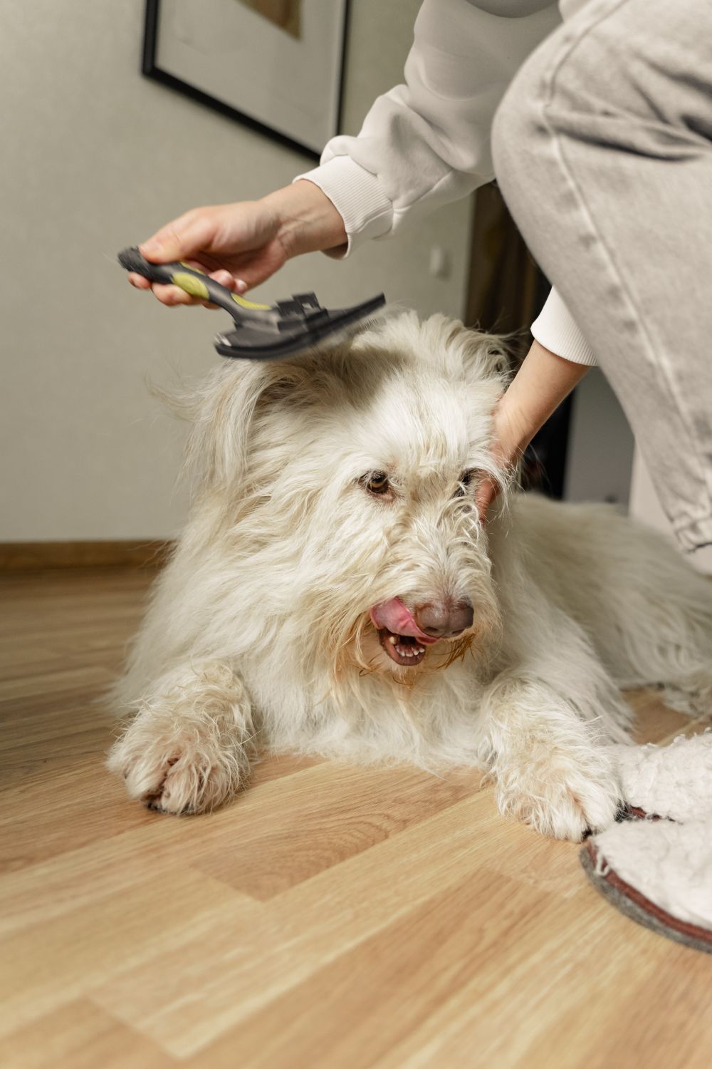 Careful finishing shared by BONI grooming salon